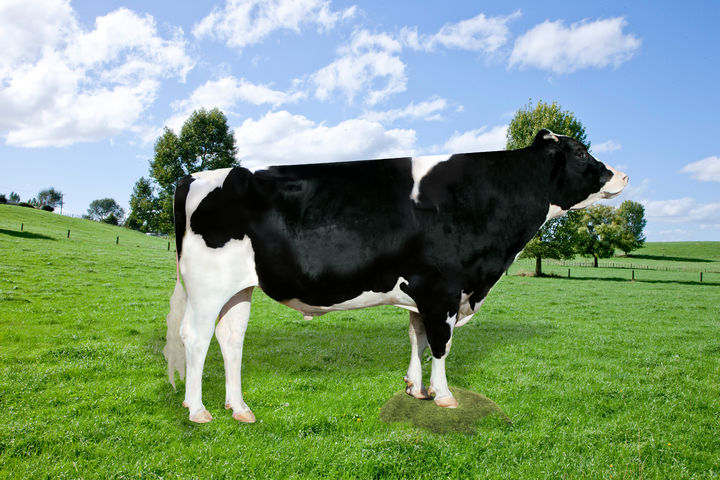 [세종=뉴시스]사진은 '샤인' 모습.(사진=농촌진흥청 제공) *재판매 및 DB 금지