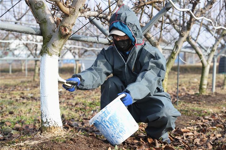 [세종=뉴시스] 과일나무 언 피해 예방을 위해 흰색 페인트를 바르는 모습. (사진=농촌진흥청 제공) *재판매 및 DB 금지
