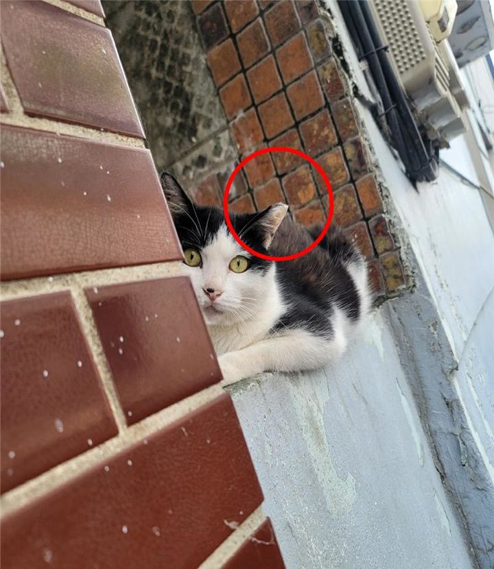 [창원=뉴시스] 중성화 수술이 완료된 고양이 귀 표식(붉은색 동그라미). (사진=창원시 제공) 2025.01.13. photo@newsis.com *재판매 및 DB 금지