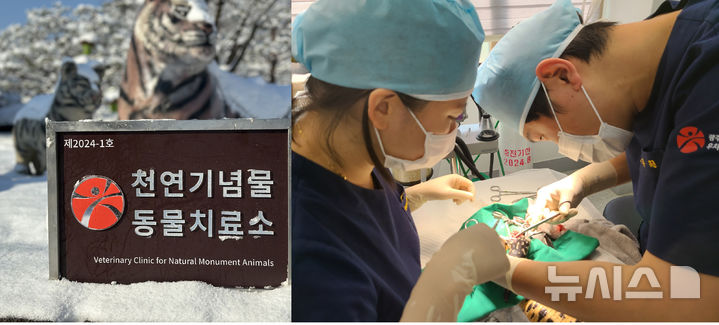 [광주=뉴시스] 광주 우치동물원 동물병원 천연기념물 치료. (사진=광주시청 제공). photo@newsis.com *재판매 및 DB 금지