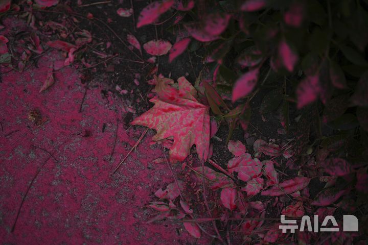 [로스앤젤레스=AP/뉴시스] 11일(현지 시간) 미국 로스앤젤레스 만데빌 캐니언 인근에 화재 지연제가 뿌려져 있다. 2025.01.14.