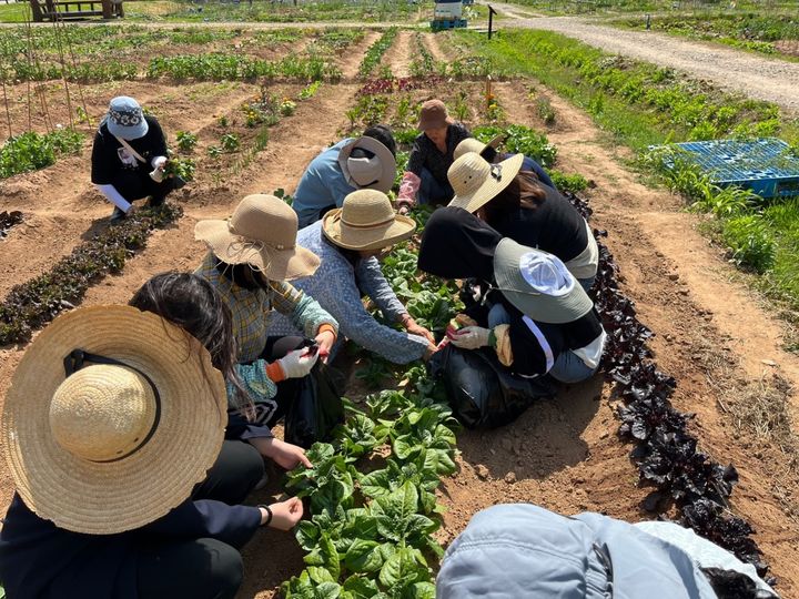 경기도농기원, 도시농업·치유텃밭 운영기관 20일까지 모집