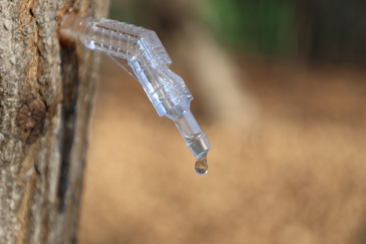 자료사진. 고로쇠 수액 채취의 모습. *재판매 및 DB 금지