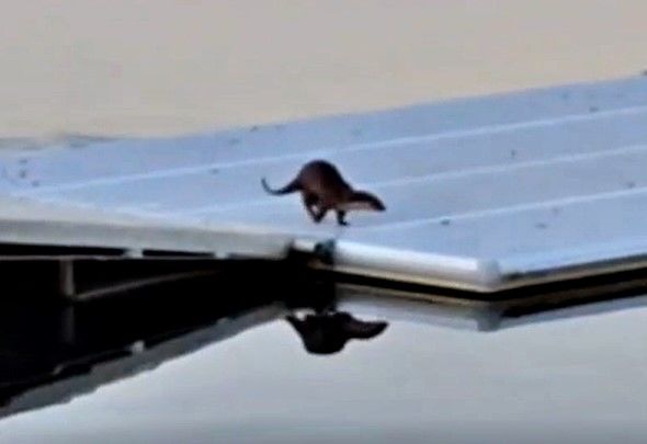 충주 탄금호에 나타난 수달 *재판매 및 DB 금지