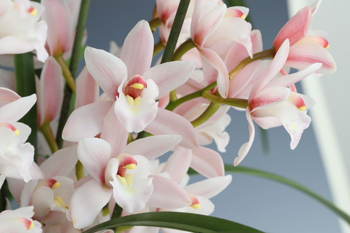 국산 심비디움 품종 '러브미'(사진 : 농촌진흥청 제공) 2025.1.15. *재판매 및 DB 금지