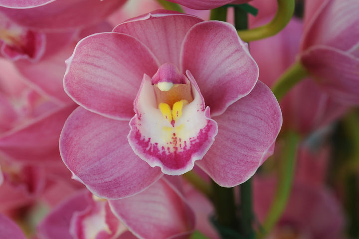 국산 심비디움 품종 '해피데이'(사진 : 농촌진흥청 제공) 2025.1.15. *재판매 및 DB 금지