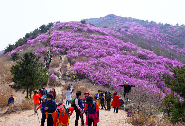 [여수=뉴시스] 대한민국 3대 진달래 군락지 가운데 한 곳인 여수 영취산. (사진=여수시 제공) 2025.03.13. photo@newsis.com *재판매 및 DB 금지