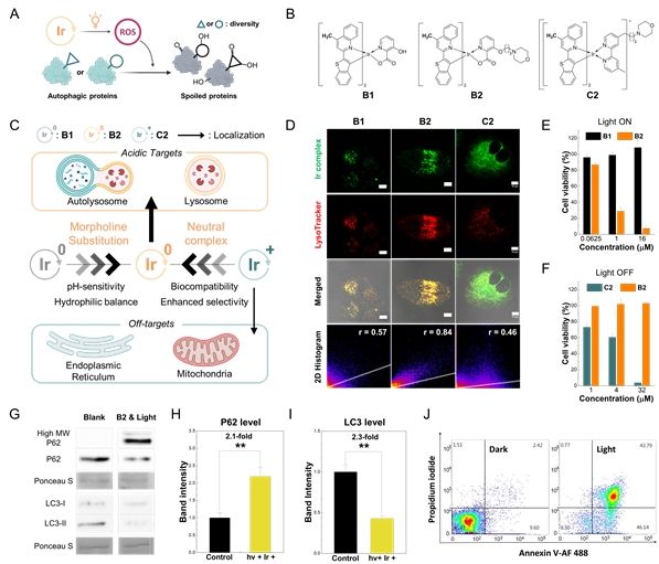 [울산=뉴시스] 리소좀 표적 광감각제의 생체적합성 및 광유도 자가포식 억제를 나타낸 연구 그림. (사진=UNIST 제공) 2025.01.16. photo@newsis.com *재판매 및 DB 금지