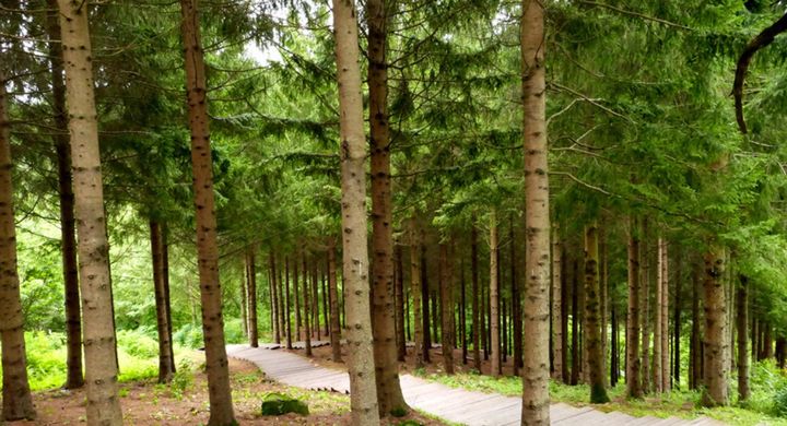 평창 치유의 숲. *재판매 및 DB 금지