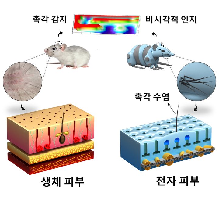 [울산=뉴시스] 구미현 기자 = 설치류의 촉각 구조에서 영감을 받아 장애물과 공기 흐름을 감지할 수 있는 인공 촉각 수염을 포함한 생체 모방 전자 피부 (울산대 제공) photo@newsis.com *재판매 및 DB 금지