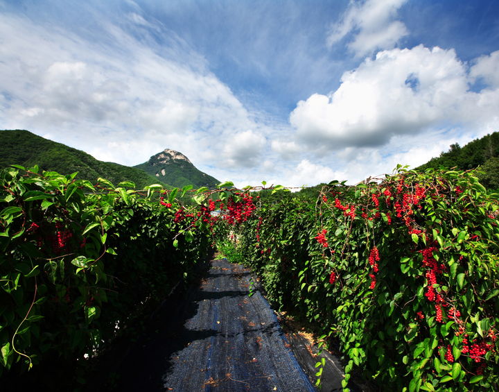 [문경=뉴시스] 오미자가 탐스럽게 익어가고 있다. 2025.01.21. (사진=문경시 제공) photo@newsis.com *재판매 및 DB 금지