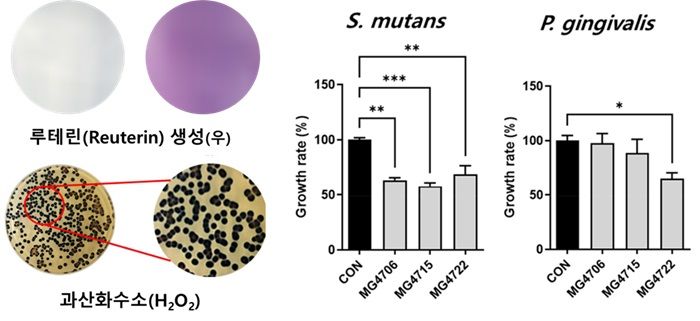 [서울=뉴시스] 리모실락토바실러스 루테리 MG4722의 항병원성 이차대사산물 생성(왼쪽) 및 구강 병원균 억제 효과(오른쪽). (사진=메디오젠 제공) 2025.01.22. photo@newsis.com *재판매 및 DB 금지