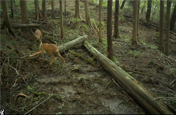 [세종=뉴시스] 수컷 노루 두 마리가 싸우는 모습. (사진=환경부). *재판매 및 DB 금지