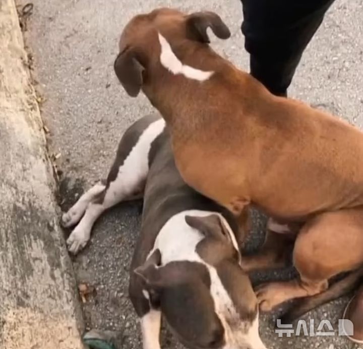 [서울=뉴시스] 유기견 형제인 '그로버'와 '조로'. (사진=데일리메일 캡처)