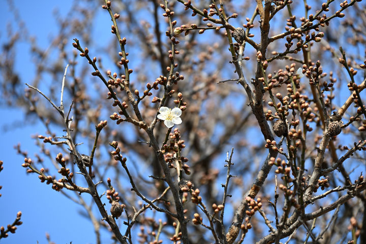 [광양=뉴시스] 22일 전남 광양시 다압면 소학정 매화가 추운 겨울을 이기고 꽃망을 터트리고 있다. (사진=광양시 제공) 2025.01.22. photo@newsis.com *재판매 및 DB 금지