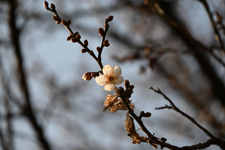 '전국서 가장 먼저 피는 꽃'…광양 다압면 소학정 매화, 꽃망울[뉴시스Pic]