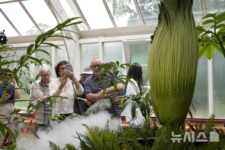 [시드니=AP/뉴시스] 23일(현지 시간) 호주 시드니 왕립 식물원에서 희귀식물 시체꽃(corpse flower)이 개화를 하려는 가운데 관람객들이 기념촬영을 하고 있다. 2025.01.23.
