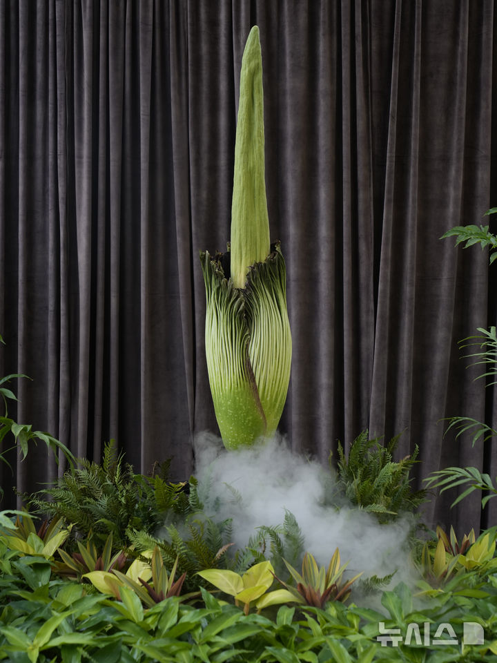 [시드니=AP/뉴시스] 23일(현지 시간) 호주 시드니 왕립 식물원에서 희귀식물 시체꽃(corpse flower)이 개화를 하고 있다. 2025.01.23.