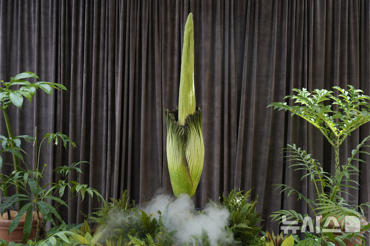 [시드니=AP/뉴시스] 23일(현지 시간) 호주 시드니 왕립 식물원에서 희귀식물 시체꽃(corpse flower)이 개화를 하고 있다. 2025.01.23.