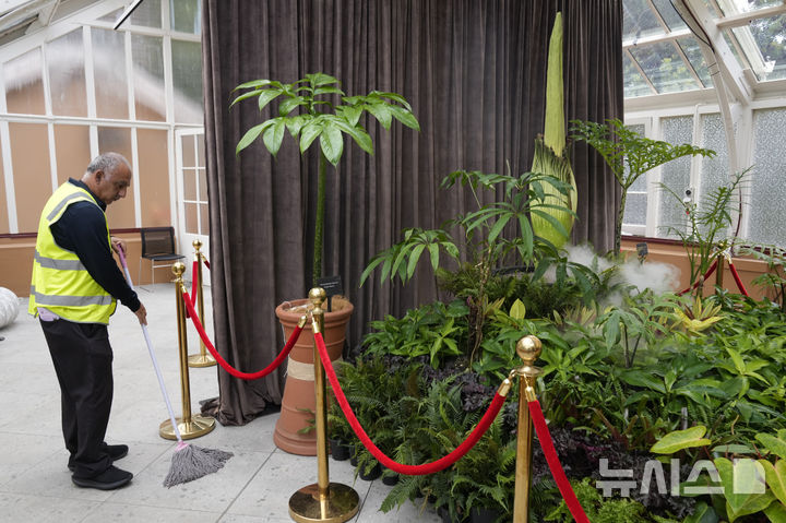 [시드니=AP/뉴시스] 23일(현지 시간) 호주 시드니 왕립 식물원에서 희귀식물 시체꽃(corpse flower)이 개화를 하고 있다. 2025.01.23.