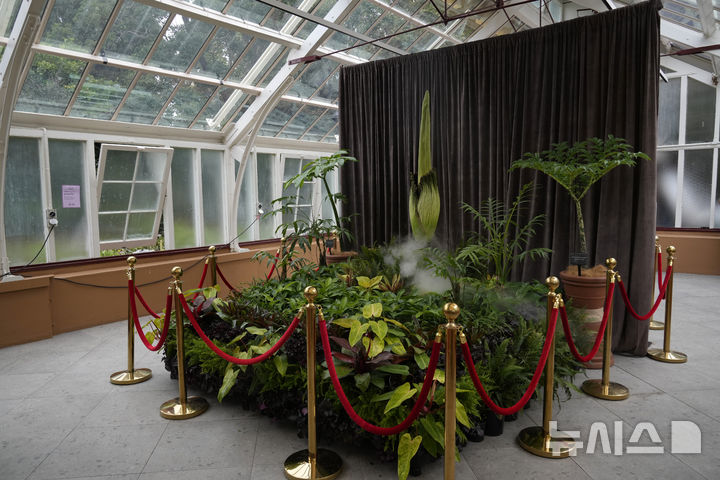 [시드니=AP/뉴시스] 23일(현지 시간) 호주 시드니 왕립 식물원에서 희귀식물 시체꽃(corpse flower)이 개화를 하고 있다. 2025.01.23.