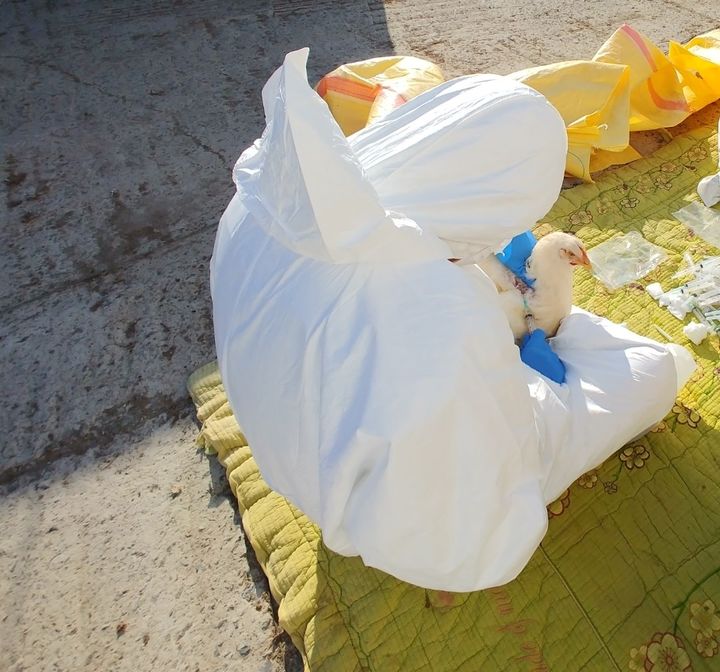 가금류 채혈. (사진=전남도 제공) *재판매 및 DB 금지