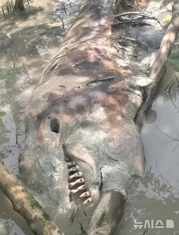 [서울=뉴시스] 태국의 한 강에서 발견된 가짜 범고래(사진=데일리메일 캡처)