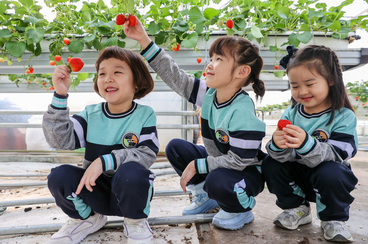  [의성=뉴시스] 어린이들이 의성군 스마트팜에서 의성청년딸기를 수확하고 있다. 2025.01.23. (사진=의성군 제공) photo@newsis.com *재판매 및 DB 금지