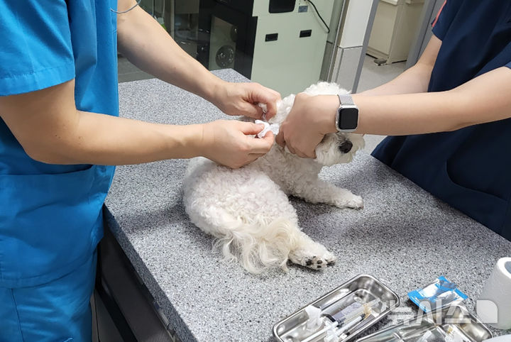 [광주=뉴시스] 광주의 한 동물병원에서 진료가 이뤄지는 모습. (사진=광주시청 제공). photo@newsis.com *재판매 및 DB 금지