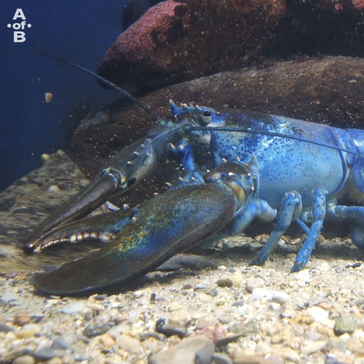 [서울=뉴시스] 'AoB 컴필레이션 앨범 Vol.1 : 돌연변이'. (사진 = '밴드 붐은 온다' 제공) 2025.01.23. photo@newsis.com *재판매 및 DB 금지