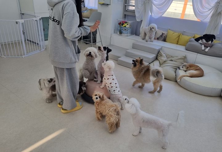 [서울=뉴시스] 25일 뉴시스 취재에 따르면, 전날 설 연휴를 코앞에 두고 서울 소재의 반려동물 호텔 곳곳에서 반려동물을 맡기러 온 보호자들이 자주 드나드는 모습이었다. 사진은 보호된 강아지와 인사하는 장면. (사진=스쿨오브독 제공) 2025.01.25. photo@newsis.com *재판매 및 DB 금지