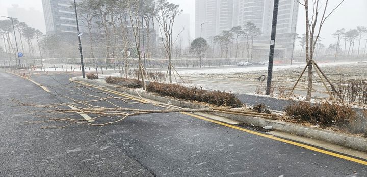 [인천=뉴시스] 27일 오후 인천 연수구 송도동 한 도로에 나무가 전도 돼 있다. (사진=인천소방본부 제공) 2025.01.28. photo@newsis.com *재판매 및 DB 금지