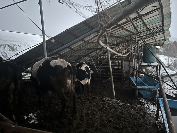 [당진=뉴시스] 28일 오전 5시42분께 충남 당진시 정미면에 있는 한 젖소 농가에서 연이틀 계속된 눈이 쌓여 축사 지붕이 무너졌다. (사진=당진시 제공) photo@newsis.com&nbsp; *재판매 및 DB 금지