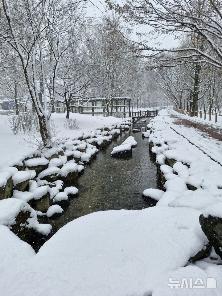 [함양=뉴시스]서희원 기자=28일 오후 경남 함양군 상림숲 설경. 2025.01.29.shw1881@newsis.com