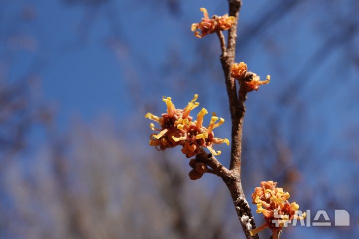 [진주=뉴시스]경남 진주시 이반성면 경상남도수목원 내 '풍년화'.(사진=경상남도산림환경연구원 제공)2025.01.30.photo@newsis.com