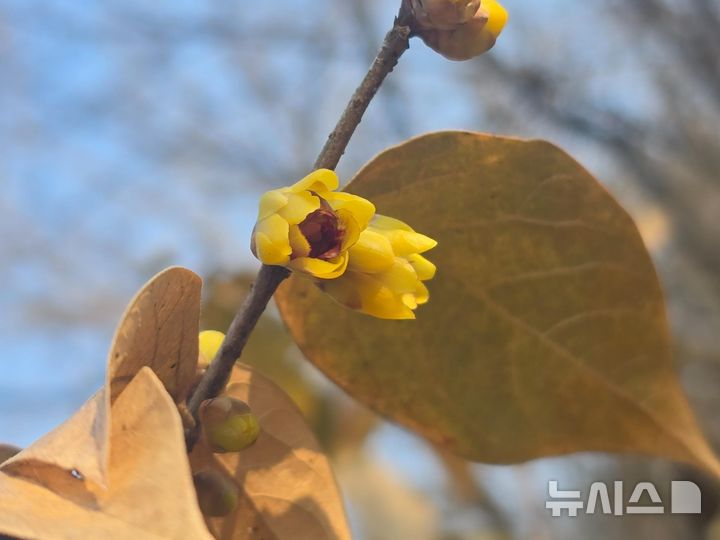[진주=뉴시스]경남 진주시 이반성면 경상남도수목원 내 '납매'.(사진=경상남도산림환경연구원 제공)2025.01.30.photo@newsis.com
