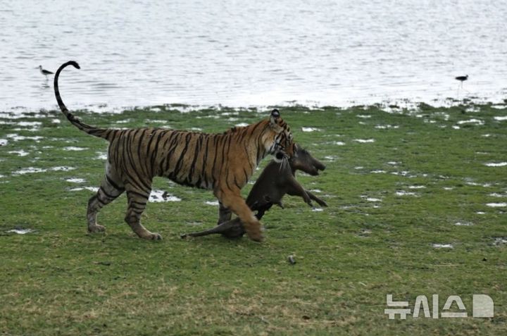 [서울=뉴시스] 멧돼지를 사냥한 후 끌고 가는 로얄 벵골 호랑이(사진=AP통신)