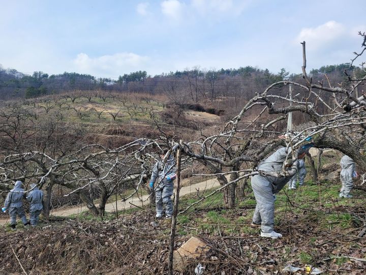 [공주=뉴시스] 과수 화상병 사전제거 예찰 모습.(사진=공주시 제공) 2025.01.31. photo@newsis.com *재판매 및 DB 금지