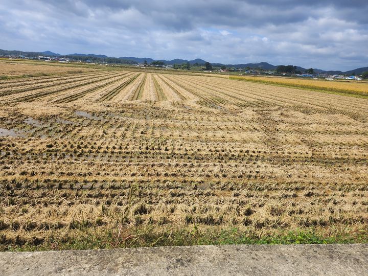 [부여=뉴시스] 부여군 귀농자가 경작한 논의 전경. (사진= 부여군 제공) *재판매 및 DB 금지