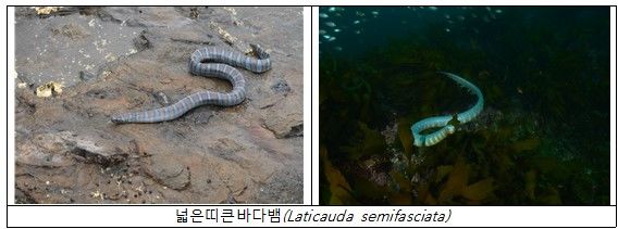 [서울=뉴시스]해양수산부가 2월 이달의 해양생물로는 '푸른 뱀의 해'에 어울리는 넓은띠 큰바다뱀을 선정했다. 2025.02.02. (자료=해수부 제공) photo@newsis.com *재판매 및 DB 금지