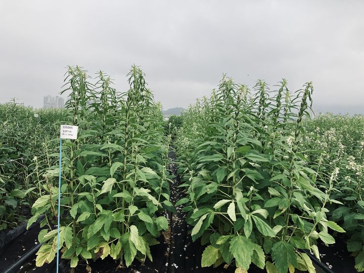 [세종=뉴시스] 농촌진흥청이 개발한 참깨 '영웅'. (사진=농진청 제공) *재판매 및 DB 금지