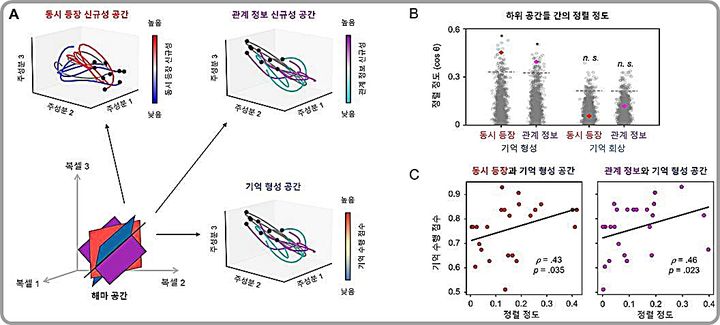 [대전=뉴시스] 기억 과정과 관련된 해마의 하위 공간 간 정렬. A는 영화를 시청하는 참가자들의 해마 역학을 개괄적으로 나타낸 그림이고 B는 하위공간 간의 정렬정도를 보여주는 그래프다. 그림 C에서는 정보의 새로운 정도를 처리하는 공간과 기억형성 공간 간의 정렬정도가 기억수행 점수와 어떻게 관련되는지를 보여준다.(사진=IBS 제공) *재판매 및 DB 금지