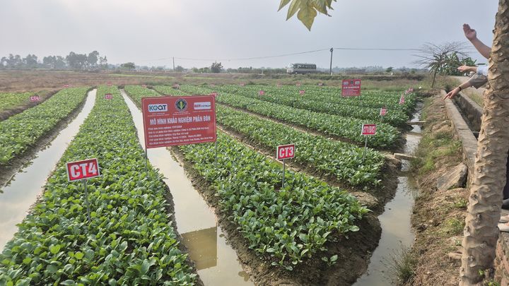[서울=뉴시스] 정부가 해외에서 생산한 농산물을 국내로 안정적으로 반입하기 위한 전략 마련에 착수한 것으로 확인됐다. 사진은 베트남 빈푹성 실증지. (사진=농진원 제공) 2025.02.03. photo@newsis.com *재판매 및 DB 금지