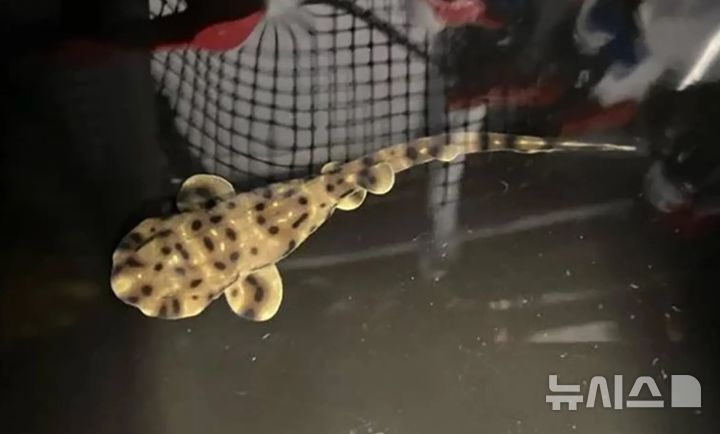 [서울=뉴시스] 1월 3일 태어난 새끼 스웰 상어 '요코' (사진=뉴욕포스트) 