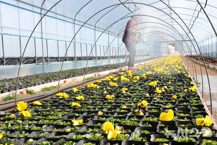 봄꽃 준비하는 양묘장 (사진=뉴시스 DB)