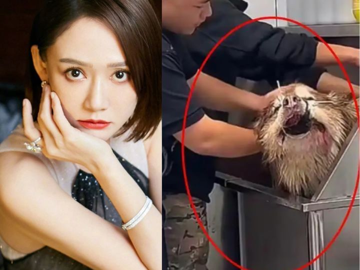 [서울=뉴시스] 3일 홍콩 사우스차이나모닝포스트(SCMP)에 따르면 지난달 19일 인플루언서 판홍은 소셜미디어 라이브 스트리밍에서 알래스카 말라뮤트 견종인 '아이테'를 목욕시키던 중 개가 사망하는 사고가 발생했다. (사진=SCMP 갈무리) 2025.02.05. photo@newsis.com *재판매 및 DB 금지