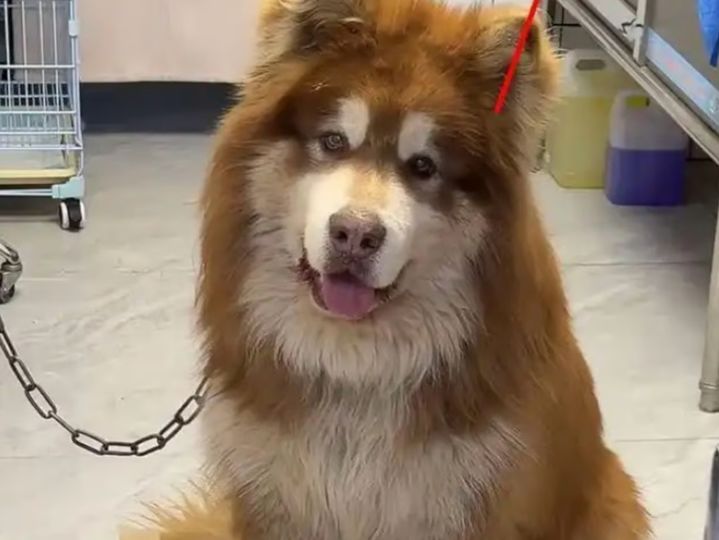 [서울=뉴시스] 3일 홍콩 사우스차이나모닝포스트(SCMP)에 따르면 지난달 19일 인플루언서 판홍은 소셜미디어 라이브 스트리밍에서 알래스카 말라뮤트 견종인 '아이테'를 목욕시키던 중 개가 사망하는 사고가 발생했다. (사진=SCMP 갈무리) 2025.02.05. photo@newsis.com *재판매 및 DB 금지