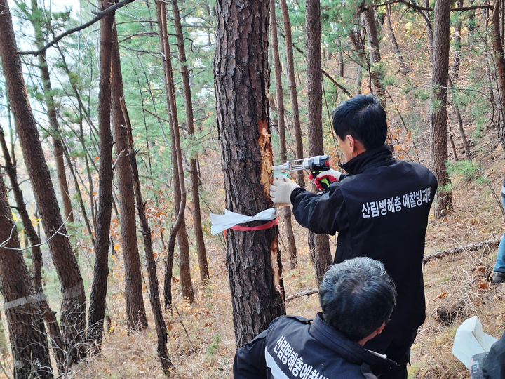 [목포=뉴시스]소나무재선충 검사. *재판매 및 DB 금지