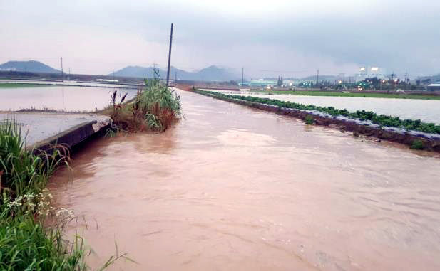 [함평=뉴시스] 전남 함평군 신계지구(엄다면·학교면)의 장마철 농작물 침수 상황. (사진=함평군 제공) photo@newsis.com *재판매 및 DB 금지