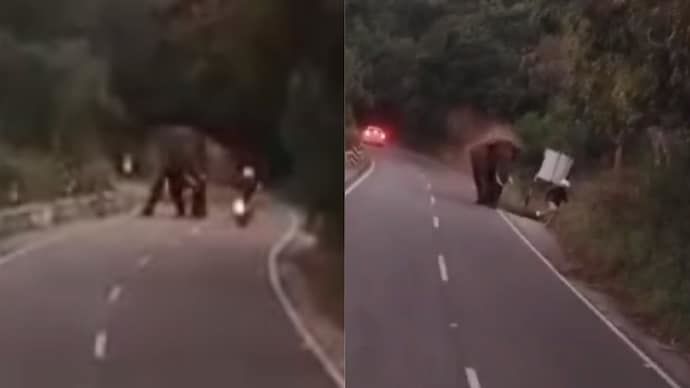 [서울=뉴시스] 독일인 관광객을 공격하는 코끼리의 모습. (사진= 인디아투데이 ) 2025.02.06. photo@newsis.com *재판매 및 DB 금지